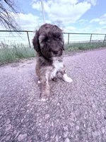 Brownie Boy-REDUCED, a male Poodle - Miniature  for sale in Burke, SD – 2 of 10
