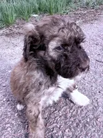 Brownie Boy-REDUCED, a male Poodle - Miniature  for sale in Burke, SD – 5 of 10