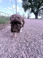 Brownie Boy-REDUCED, a male Poodle - Miniature  for sale in Burke, SD – 8 of 10