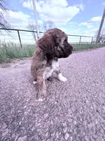 Brownie Boy-REDUCED, a male Poodle - Miniature  for sale in Burke, SD – 6 of 10