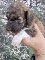 Brownie Boy, a male Poodle - Miniature  for sale in Burke, SD – Photo 7 of 10