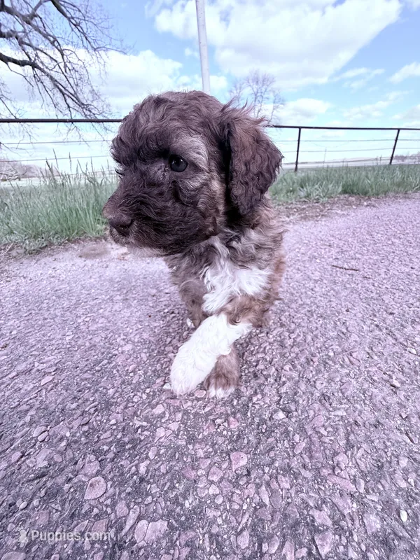 Brownie Boy-REDUCED – Poodle - Miniature  puppy for sale in Burke, SD