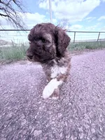Brownie Boy-REDUCED, a male Poodle - Miniature  for sale in Burke, SD – 1 of 10
