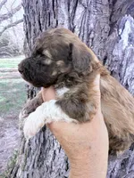 Brownie Boy, a male Poodle - Miniature  for sale in Burke, SD – Photo 6 of 10