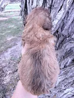 Brownie Boy, a male Poodle - Miniature  for sale in Burke, SD – Photo 5 of 10