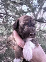 Brownie Boy, a male Poodle - Miniature  for sale in Burke, SD – Photo 8 of 10