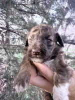 Brownie Boy, a male Poodle - Miniature  for sale in Burke, SD – Photo 10 of 10