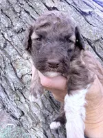Brownie Boy, a male Poodle - Miniature  for sale in Burke, SD – Photo 3 of 10