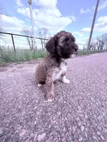 Brownie Boy-REDUCED, a male Poodle - Miniature  for sale in Burke, SD – 7 of 10