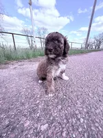 Brownie Boy-REDUCED, a male Poodle - Miniature  for sale in Burke, SD – 4 of 10