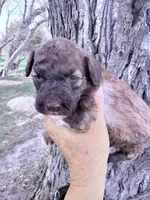 Brownie Boy, a male Poodle - Miniature  for sale in Burke, SD – Photo 9 of 10