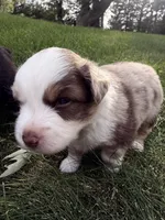 Spud- Red merle Male, a male Miniature Australian Shepherd for sale in Burke, SD – 10 of 10