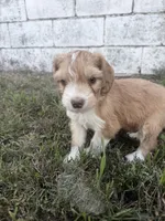Red Tri Male, a male Miniature Aussiedoodle for sale in Burke, SD – 3 of 8