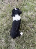 Black Tri male, a male Miniature Aussiedoodle for sale in Burke, SD – 9 of 9