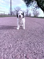 Parti Boy -REDUCED, a male Poodle - Miniature  for sale in Burke, SD – 6 of 10