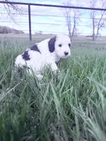 Parti Boy -REDUCED, a male Poodle - Miniature  for sale in Burke, SD – 2 of 10