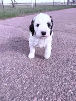 Parti Boy -REDUCED, a male Poodle - Miniature  for sale in Burke, SD – 4 of 10