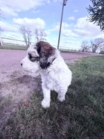 Parti Boy -REDUCED, a male Poodle - Miniature  for sale in Burke, SD – 3 of 10