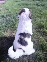 Parti Boy -REDUCED, a male Poodle - Miniature  for sale in Burke, SD – 7 of 10