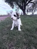 Parti Boy -REDUCED, a male Poodle - Miniature  for sale in Burke, SD – 8 of 10