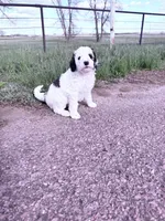 Parti Boy -REDUCED, a male Poodle - Miniature  for sale in Burke, SD – 9 of 10
