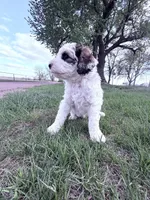 Parti Boy -REDUCED, a male Poodle - Miniature  for sale in Burke, SD – 5 of 10