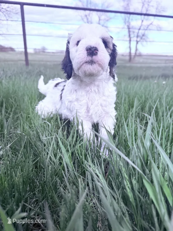 Parti Boy -REDUCED – Poodle - Miniature  puppy on hold in Burke, SD