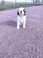Parti Boy -REDUCED, a male Poodle - Miniature  for sale in Burke, SD – 10 of 10
