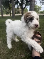 Pearl, a female Poodle - Miniature  for sale in Burke, SD – 5 of 8