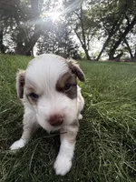 Spud- Red merle Male, a male Miniature Australian Shepherd for sale in Burke, SD – 6 of 10