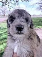 Brown girl, a female Poodle - Miniature  for sale in Burke, SD – 3 of 10