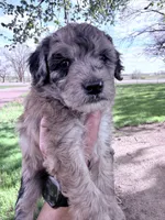 Brown girl, a female Poodle - Miniature  for sale in Burke, SD – 5 of 10