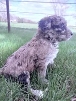 Brown girl, a female Poodle - Miniature  for sale in Burke, SD – 2 of 10