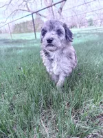 Brown girl, a female Poodle - Miniature  for sale in Burke, SD – 9 of 10