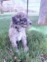 Brown girl, a female Poodle - Miniature  for sale in Burke, SD – 6 of 10