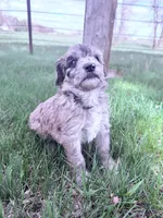 Brown girl, a female Poodle - Miniature  for sale in Burke, SD – 8 of 10