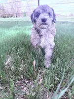 Brown girl, a female Poodle - Miniature  for sale in Burke, SD – 7 of 10