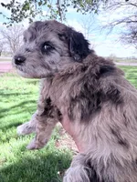 Brown girl, a female Poodle - Miniature  for sale in Burke, SD – 1 of 10