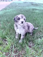 Brown girl, a female Poodle - Miniature  for sale in Burke, SD – 10 of 10