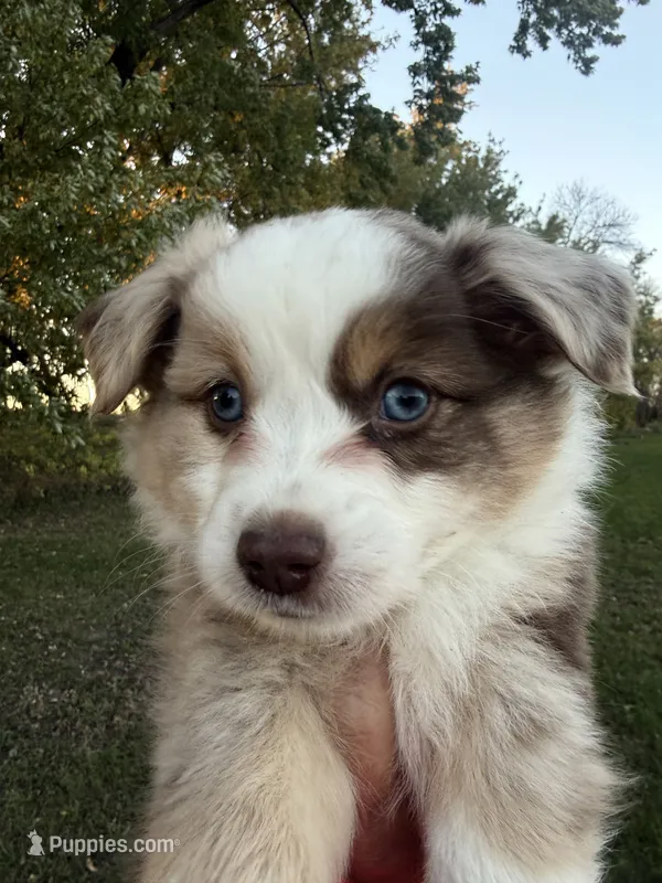 Spud- Red merle Male – Miniature Australian Shepherd puppy for sale in Burke, SD