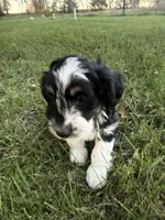 Black Tri male (strip), a male Miniature Aussiedoodle for sale in Burke, SD – 2 of 7
