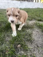 Red Tri Male, a male Miniature Aussiedoodle for sale in Burke, SD – 5 of 8