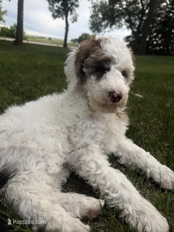 Pearl - REDUCED – Poodle - Miniature  puppy for sale in Burke, SD