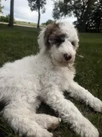 Pearl, a female Poodle - Miniature  for sale in Burke, SD – 2 of 8