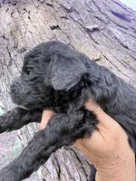 Blackie Boy, a male Poodle - Miniature  for sale in Burke, SD – Photo 2 of 10