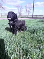 Blackie Boy-REDUCED, a male Poodle - Miniature  for sale in Burke, SD – 8 of 10