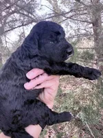 Blackie Boy, a male Poodle - Miniature  for sale in Burke, SD – Photo 3 of 10