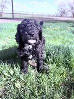 Blackie Boy-REDUCED, a male Poodle - Miniature  for sale in Burke, SD – 7 of 10