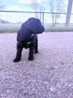 Blackie Boy-REDUCED, a male Poodle - Miniature  for sale in Burke, SD – 4 of 10