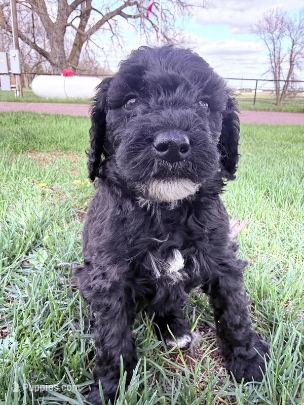 Blackie Boy-REDUCED – Poodle - Miniature  puppy for sale in Burke, SD